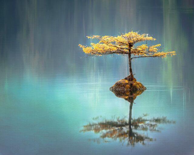 tree on lake calm
